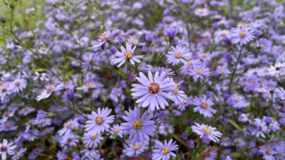 Aster cordifolius 'Little Carlow'