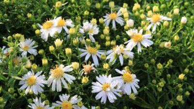 Aster dumosus 'Apollo'
