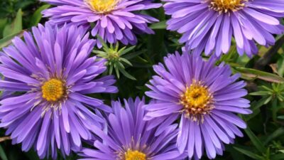 Aster dumosus 'Augenweide'