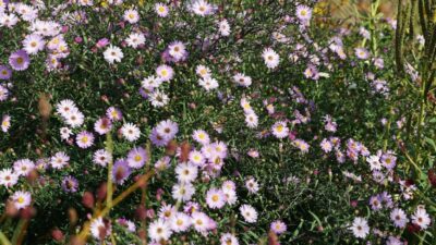 Aster lateriflorus 'Lady in Black'