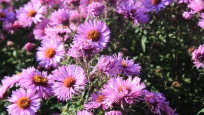 Aster novae-angliae 'Barr's Pink'