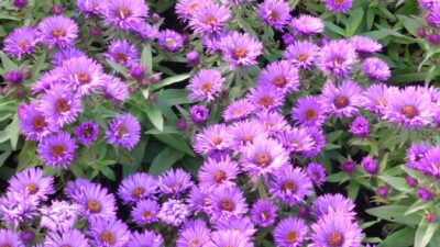 Aster novae-angliae 'Purple Dome'