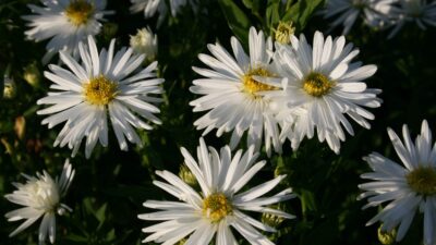 Aster novi-belgii 'Schneeberg'