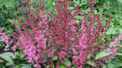Astilbe chinensis 'Veronica Klose'