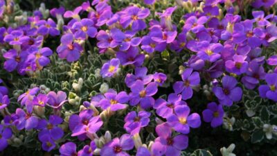 Aubrieta x cult. 'Silberrand'