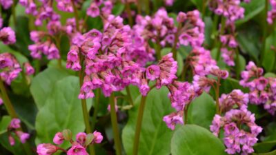 Bergenia cordifolia 'Eroica'