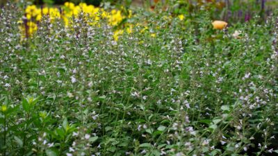 Calamintha nepeta 'Blue Cloud'