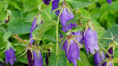 Campanula punctata 'Sarastro'