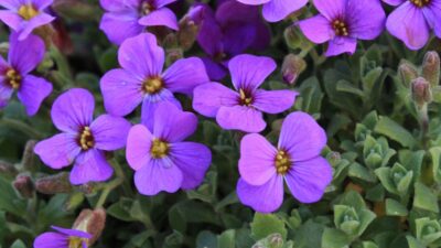 Aubrieta x cult. 'Hamburger Stadtpark'