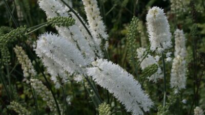Actaea simplex 'White Pearl'