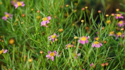 Coreopsis rosea 'American Dream'