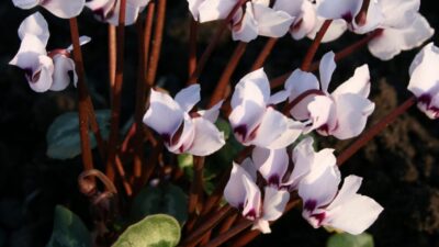 Cyclamen coum 'Album'