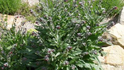 Cynoglossum officinale