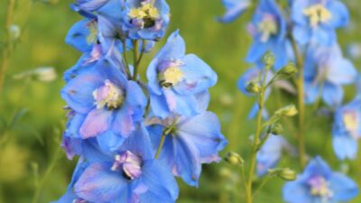 Delphinium x elatum 'Sommerwind'