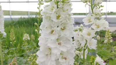 Delphinium 'Magic Fountain weiß m. dunkler Biene'