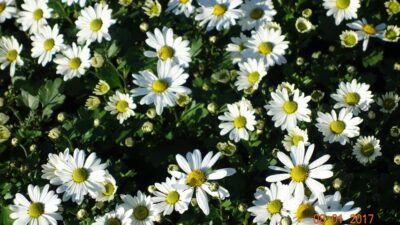 Arctanthemum arcticum, weiß
