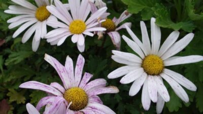 Arctanthemum arcticum 'Roseum'