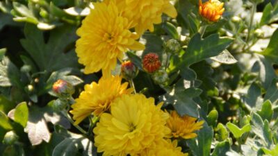 Chrysanthemum x hort. 'Bienchen'