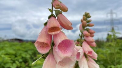 Digitalis purpurea 'Apricot'