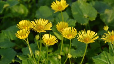 Doronicum orientale 'Little Leo'