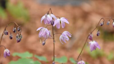 Epimedium x youngianum 'Roseum'