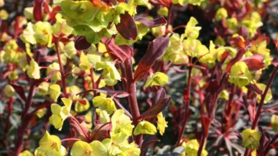Euphorbia epithymoides 'Purpurea'