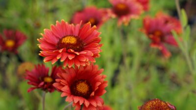 Gaillardia x grandiflora 'Burgunder'