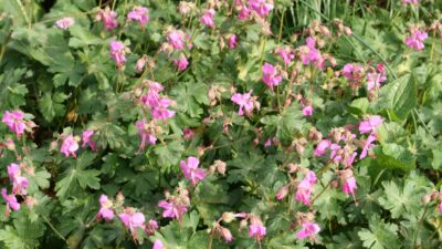 Geranium x cantabrigiense 'Berggarten'