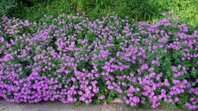 Geranium gracile 'Sirak'
