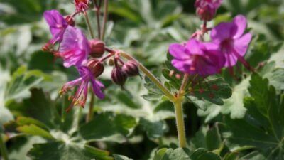 Geranium macrorrhizum 'Bevan'