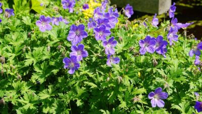 Geranium x magnificum 'Rosemoor'