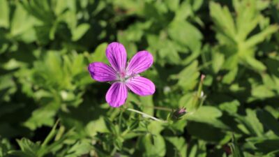 Geranium palustre