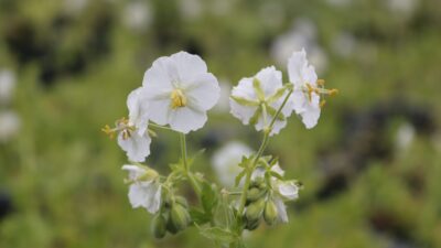 Geranium phaeum 'Album'