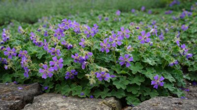 Geranium renardii 'Philippe Vapelle'