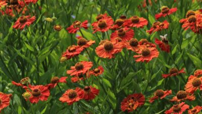 Helenium x cult. 'Rubinzwerg'