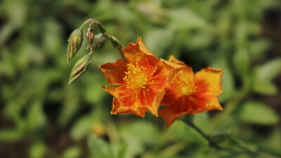 Helianthemum x cult. 'Bronzeteppich'