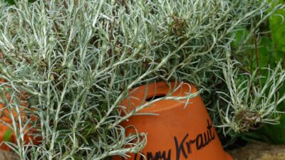 Helichrysum italicum