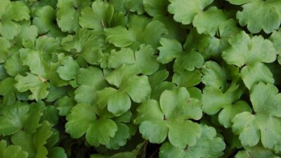 Hepatica transsylvanica