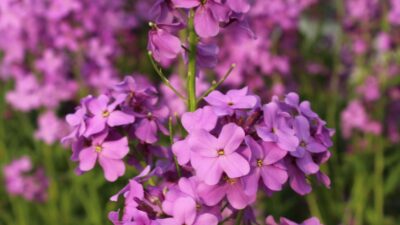Hesperis matronalis