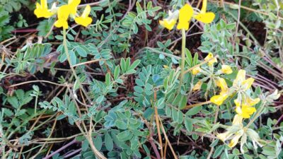Hippocrepis comosa
