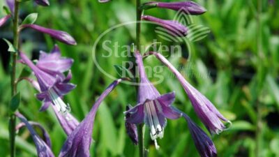 Hosta clausa var. normalis