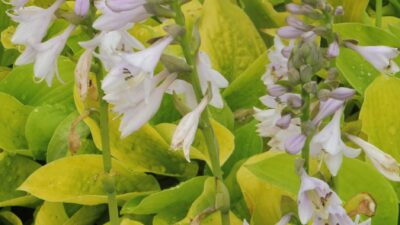Hosta sieboldiana 'August Moon'