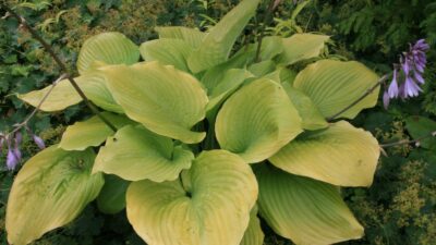 Hosta x cult. 'Sum and Substance'