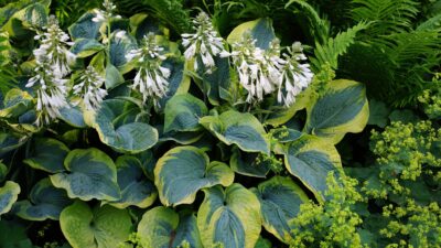 Hosta sieboldiana 'Frances Williams'