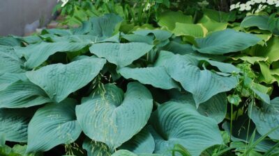Hosta sieboldiana 'Blue Angel'