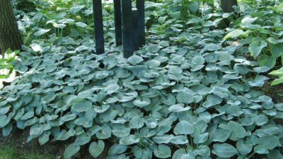 Hosta sieboldiana 'Buckshaw Blue'