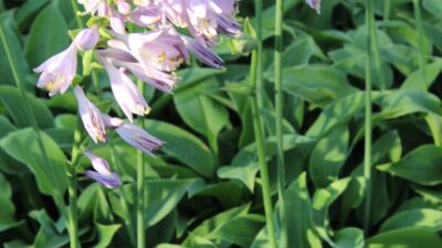 Hosta tokudama 'Blue Cadet'