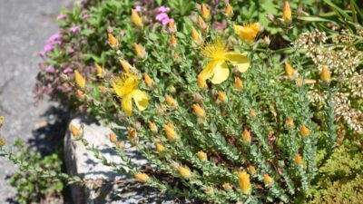 Hypericum polyphyllum 'Grandiflorum'