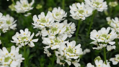 Iberis sempervirens 'Appen-Etz'