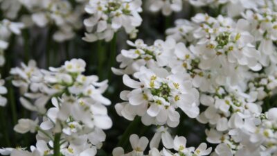Iberis sempervirens 'Snowflake'